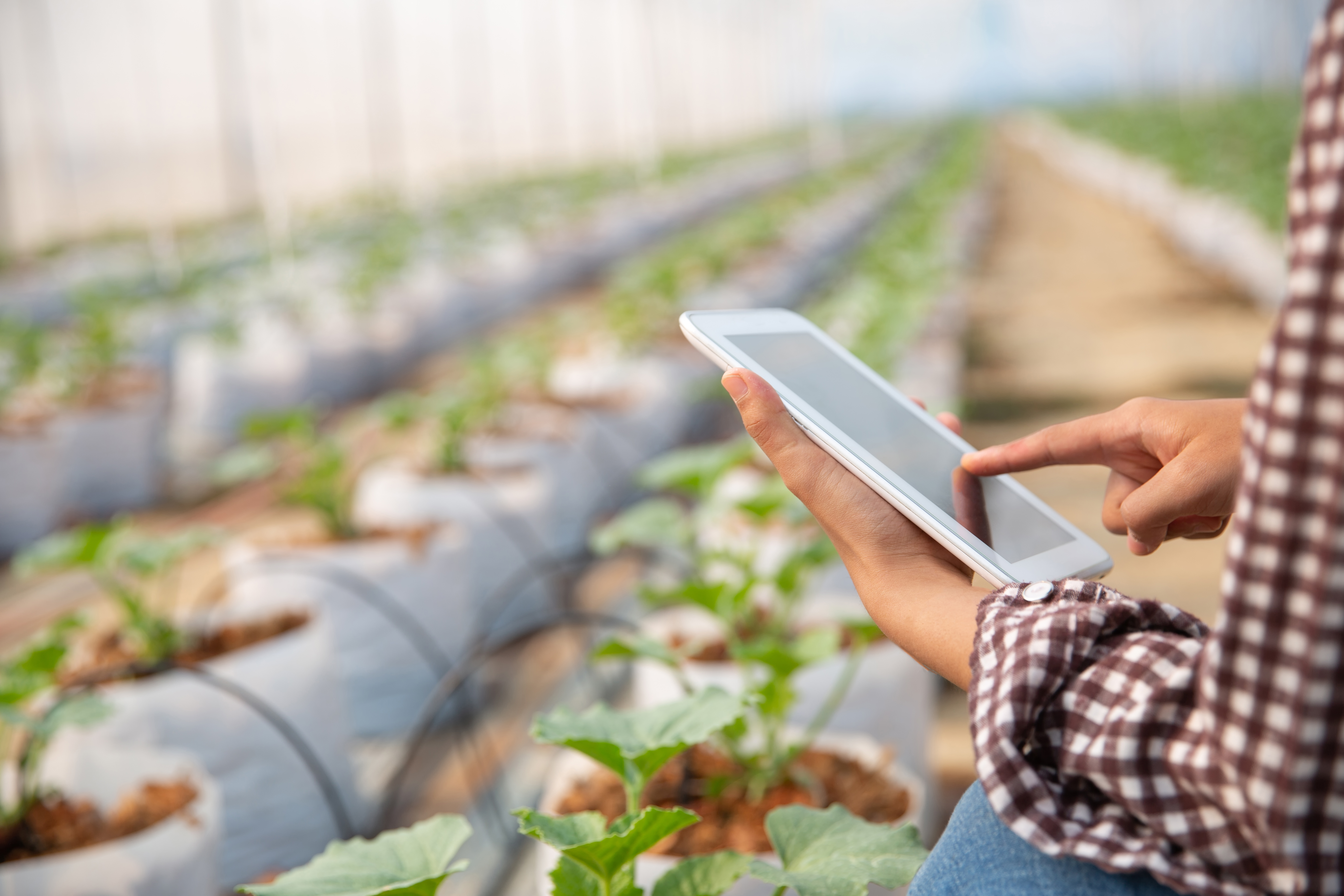 Grower checking the crop from a tablet inside the greenhouse